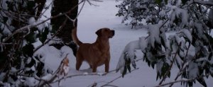 Molly playing in the snow