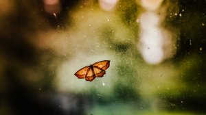 'Butterfly on a Window' by Jani Kautti (Photographer) http://www.janikautto.com/ 