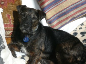 Thady enjoying a rare moment in sunshine....safely from behind glass!