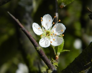 Blackthorn-blossom-and-thorn-APRIL