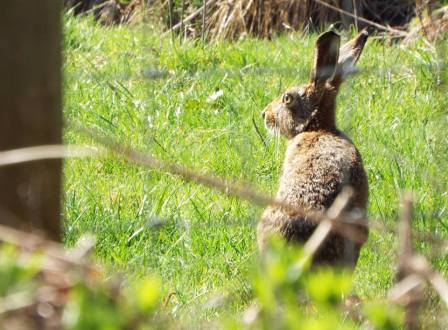 Hare - Taken by ECvW 2015 above Clyro, Hay-on-Wye.