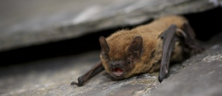 pipistrelle 4