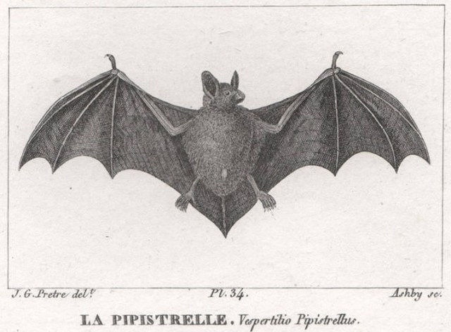 pipistrelle bat 1