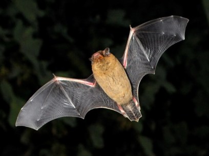 PIPISTRELLE BAT 2