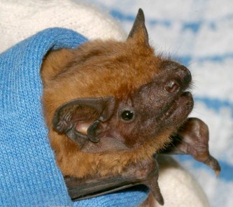 pipistrelle-bat-3.jpg
